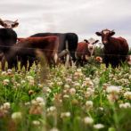 Nuevos beneficios fiscales para productores agropecuarios